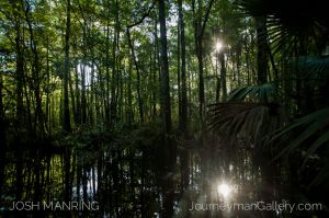 Josh Manring Photographer Decor Wall Art -  Florida Everglades -61.jpg